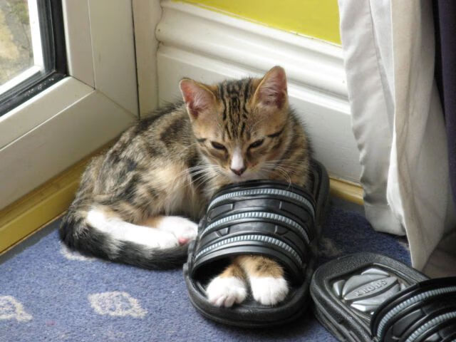 碾碎悬念，永动引擎轰鸣—米切尔稳定输出诠释费城新质战斗力