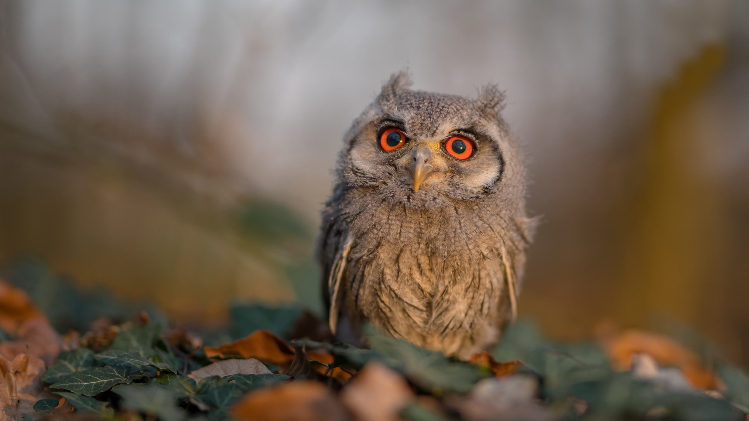 超神辅助！葡萄牙读秒绝杀几内亚，皮克稳定输出全场不掉线