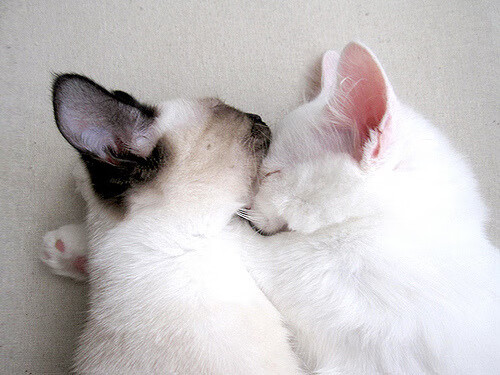 速度与地板，当F1王者启程时，篮球旧神正在陨落