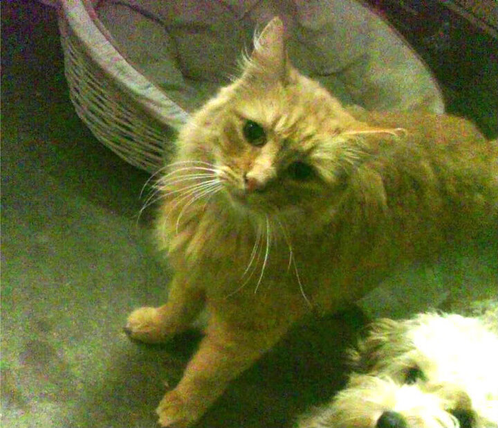 塔图姆的F1时刻，在焦点战中证明自己的争冠之夜