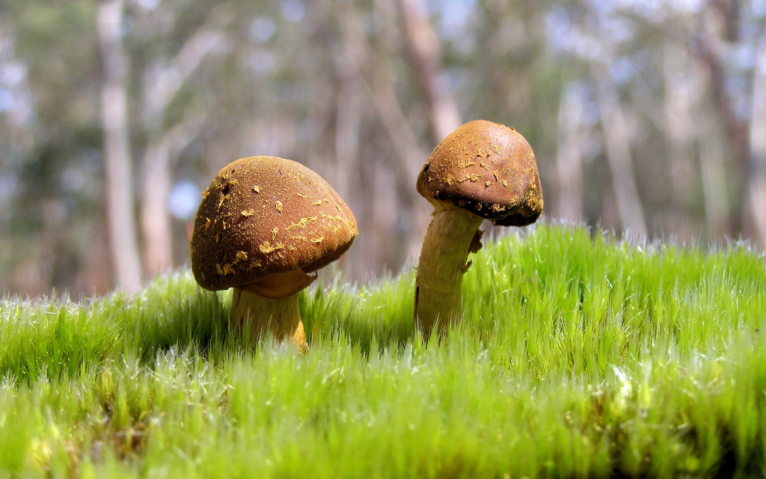 约基奇，催化两端的双面蝴蝶—当广东速度遭遇丹佛转换哲学