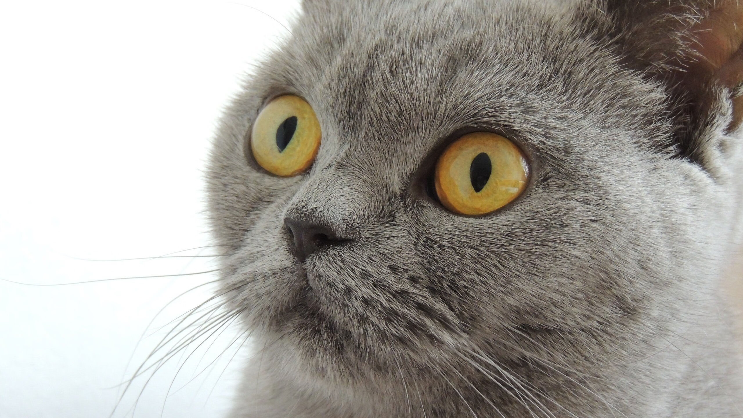 以一敌众！奥斯梅恩终场惊世倒钩，书写南非对阵西班牙的永恒孤胆传奇