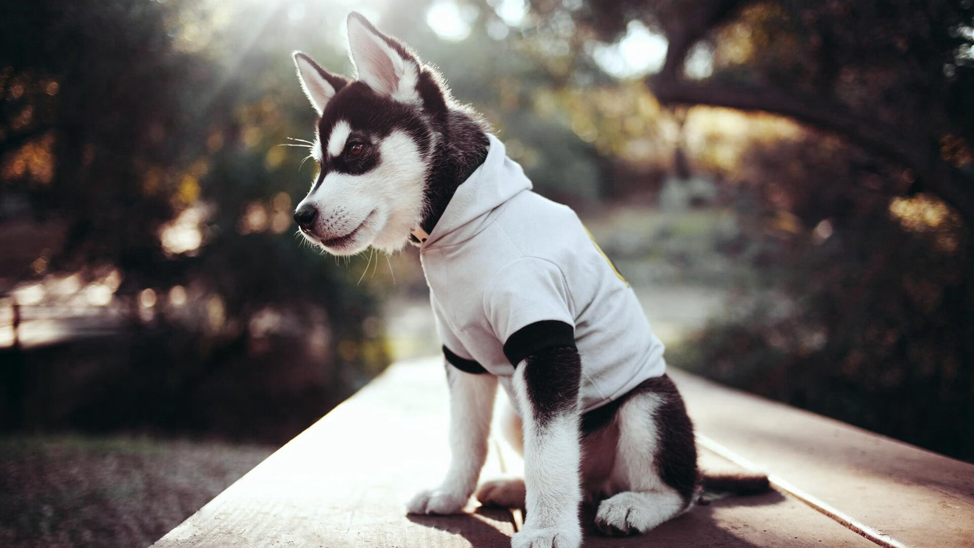 沉默巨塔的觉醒，金玟哉爆发引领多特蒙德逆转雷霆