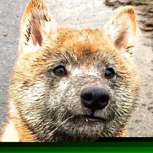 西亚卡姆进攻端如入无人之境，广厦队跨界逆转雄鹿谱写篮球传奇