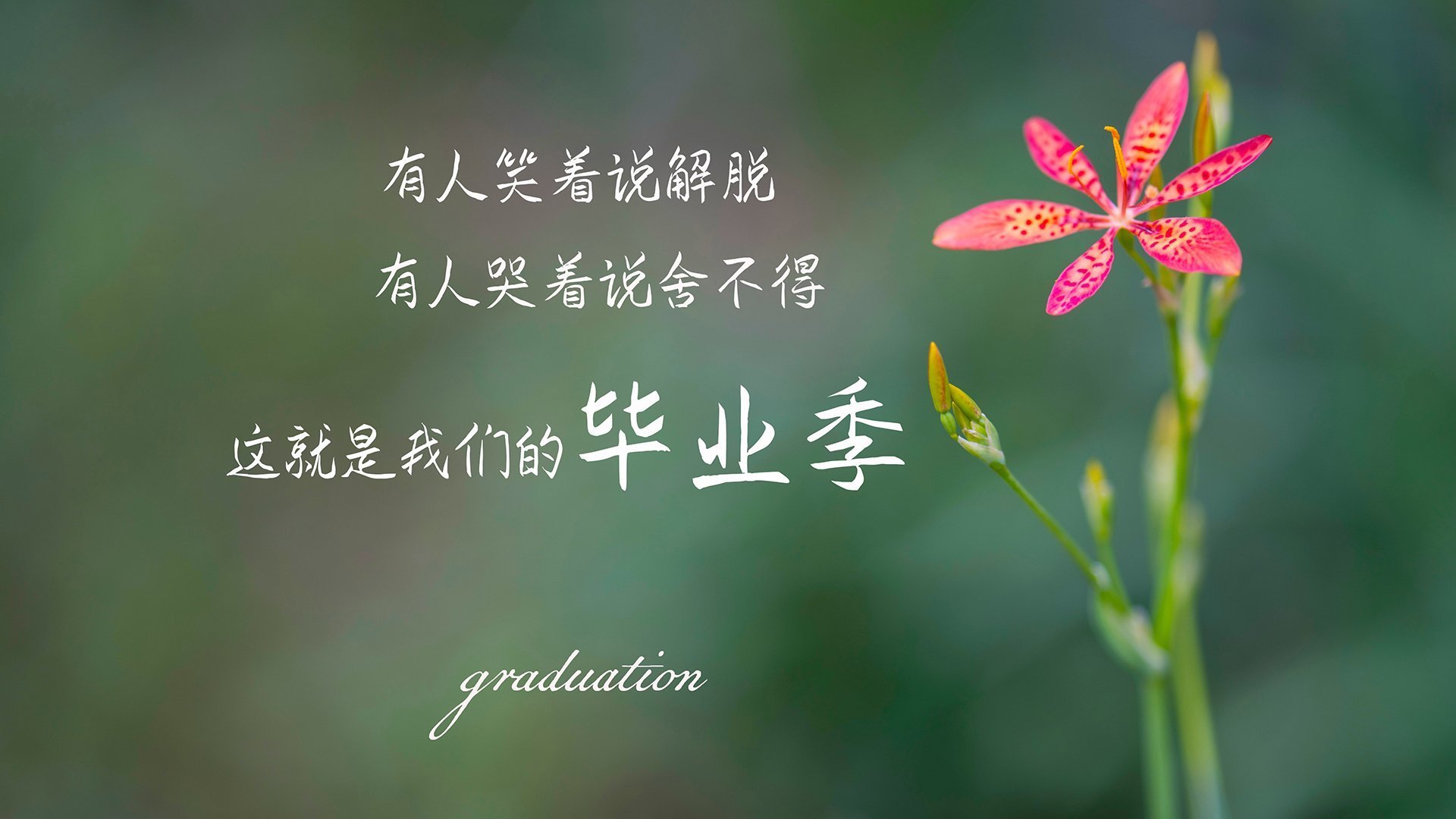 美加墨世界杯焦点战,凯恩身披黄衫,巴西控球制胜韩国