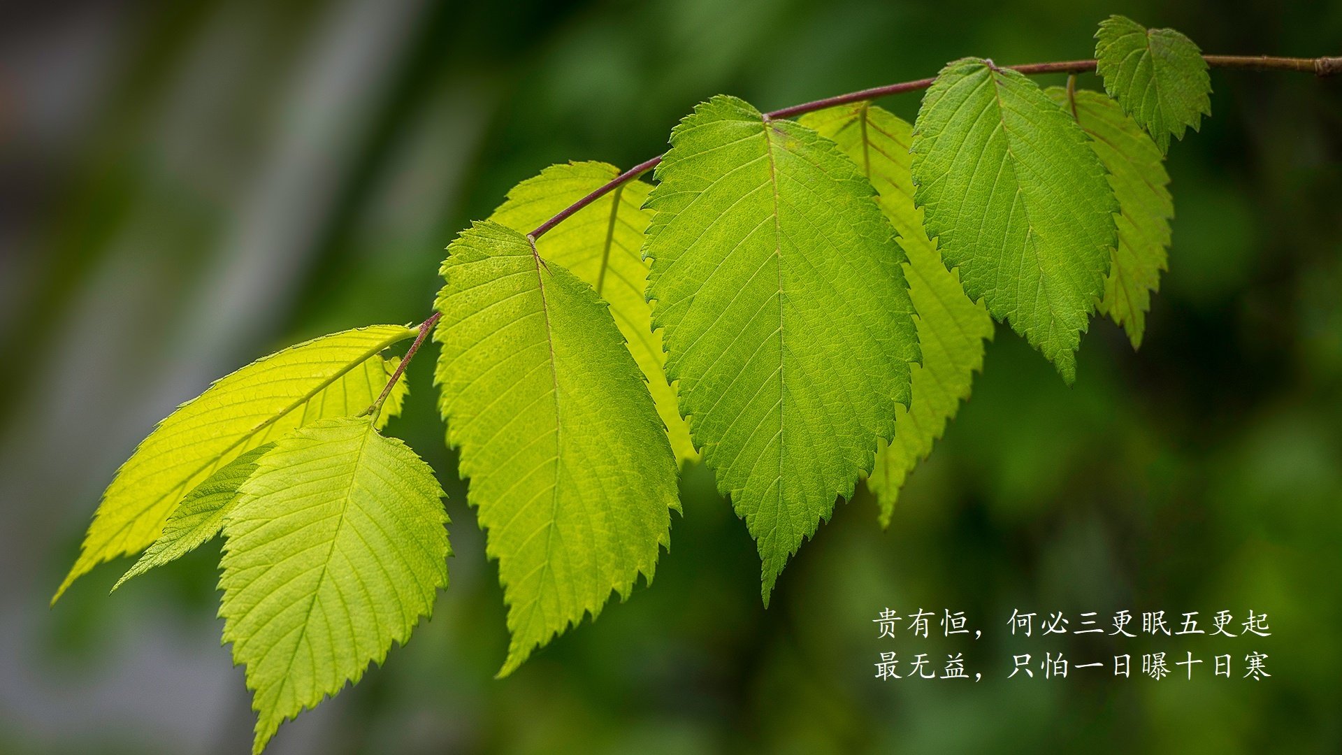 高卢雄鸡的黄昏,欧洲红魔的黎明,2026世界杯H组,一场被吉鲁定义,却由比利时书写的唯一复仇